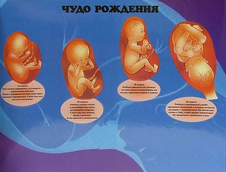 Тело человека. Мой первый атлас