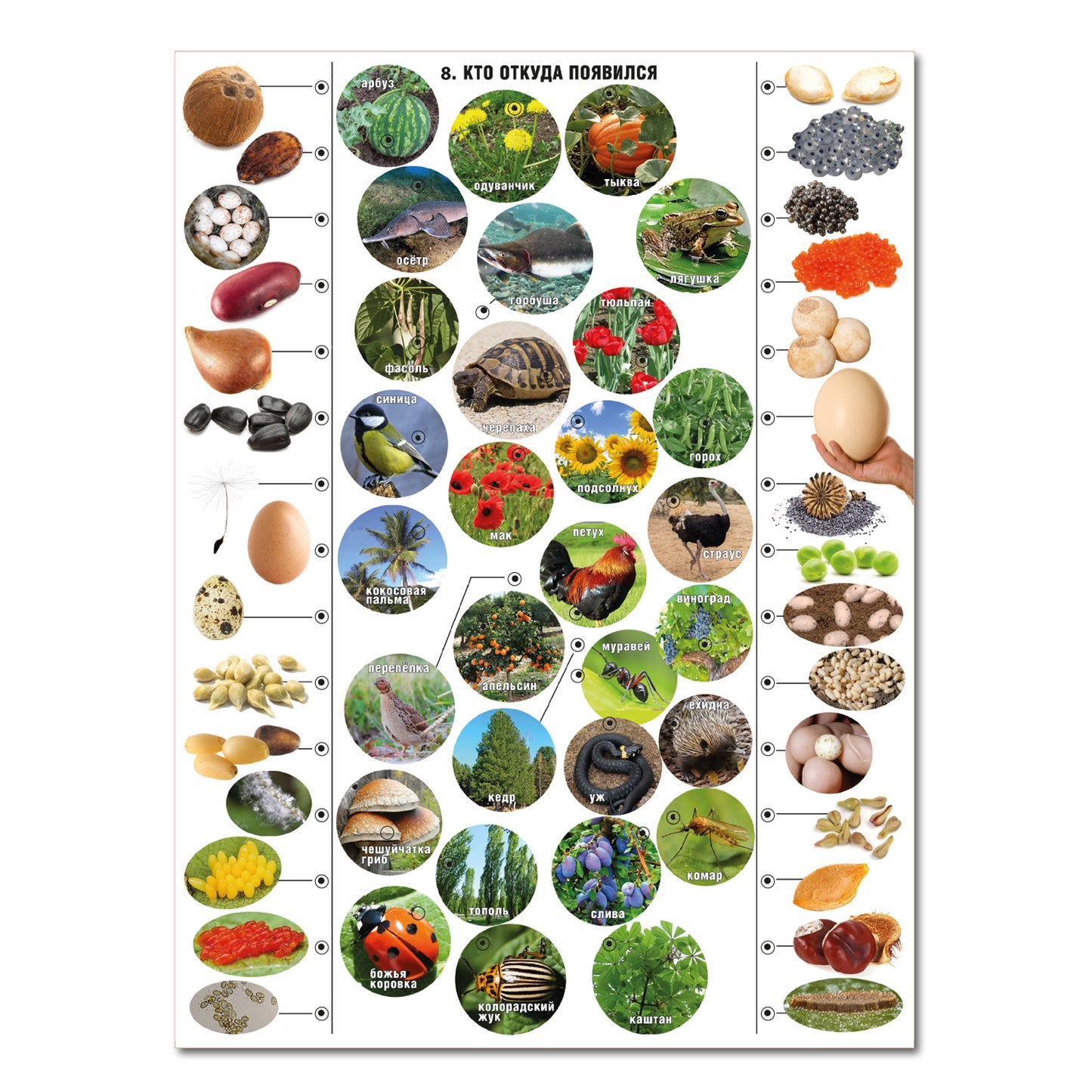 ДК.Игра Электровикторина "Живая природа" арт.02813