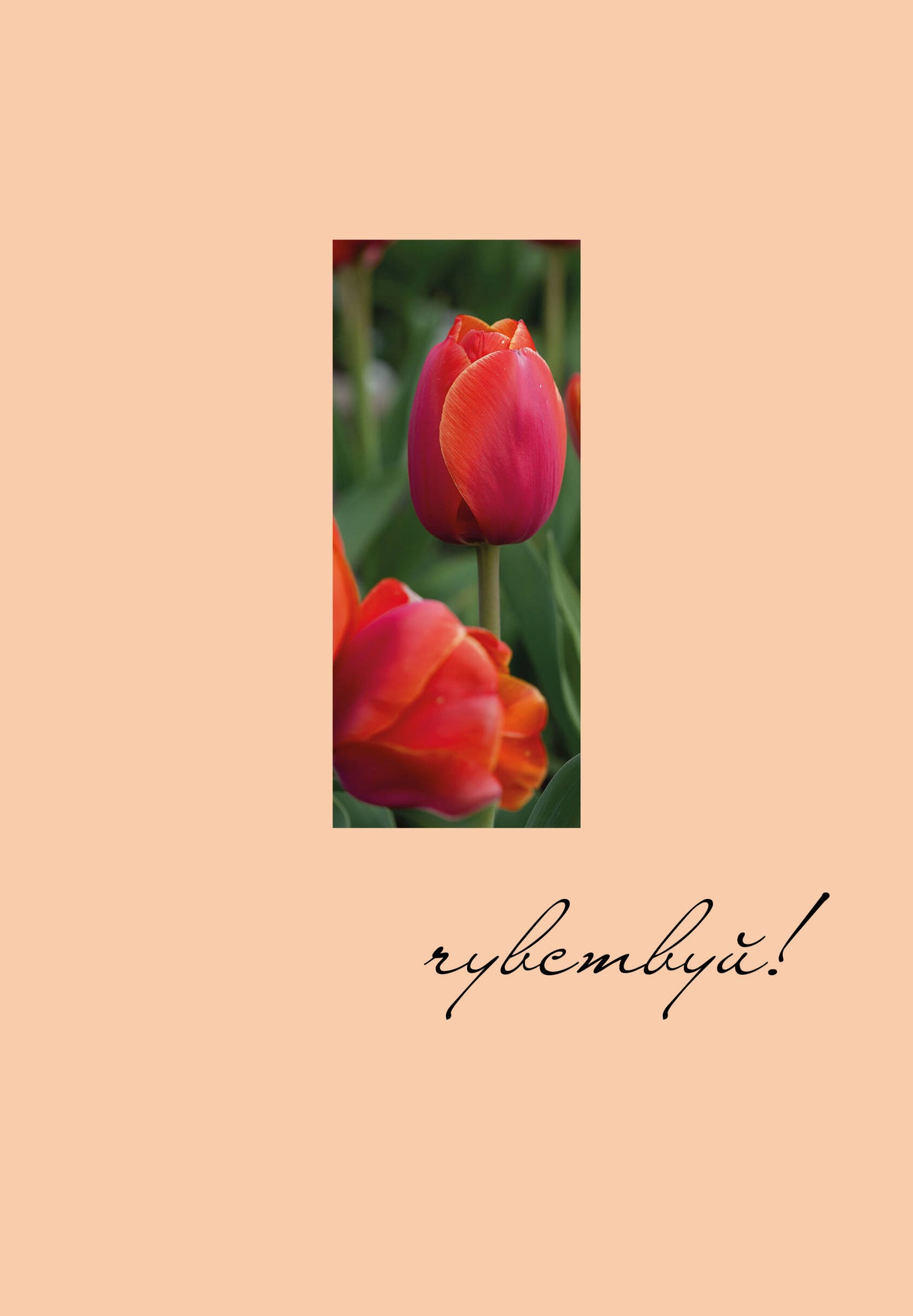 Чувствуй! Ежедневник недатированный (А5, 72 л.)