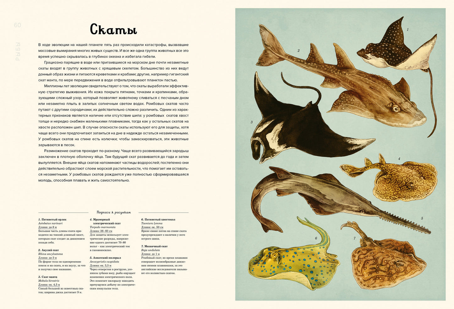 Océanarium