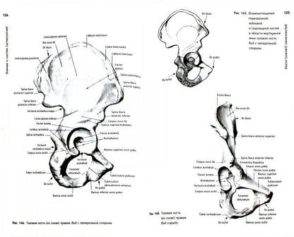 Анатомия человека. Atlas. À 3 т. Т. 1 : Учение о костях, соединениях костей и мышцах: Учебное пособие. 2-е изд., перераб. Сапин М.Р.