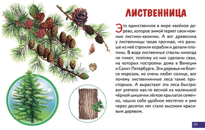 Карточки. Деревья; Карточки. Деревья