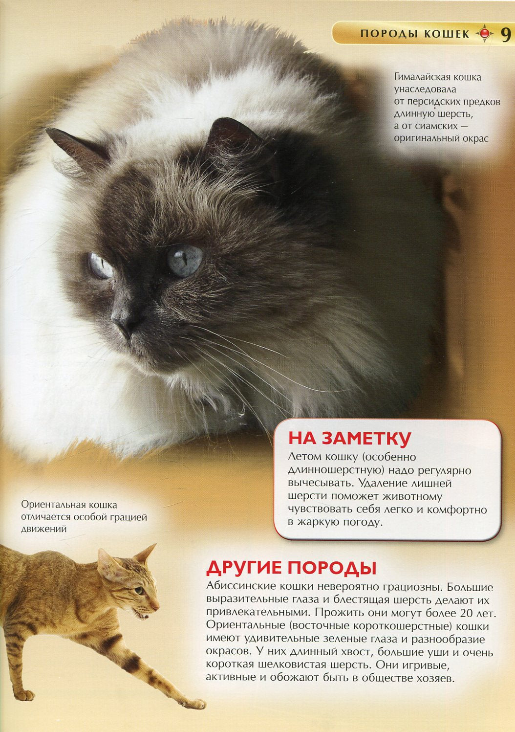 Кошки и котята. Детская энциклопедия