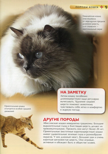 Кошки и котята. Детская энциклопедия