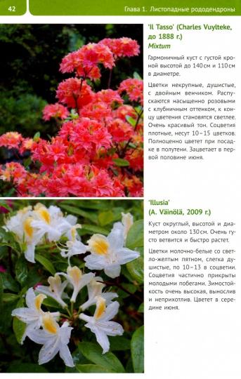 Рододендроны для Северо-Запада.