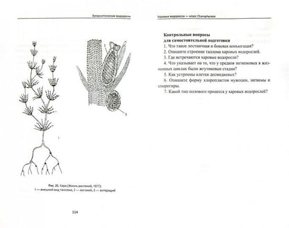 Биологическое разнообразие:водоросли и грибы