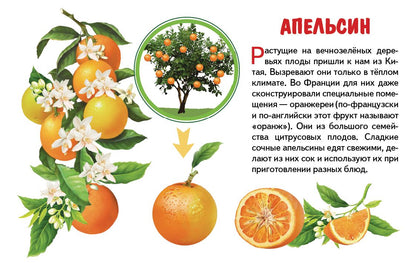 Карточки. Фрукты ; Карточки. Фрукты