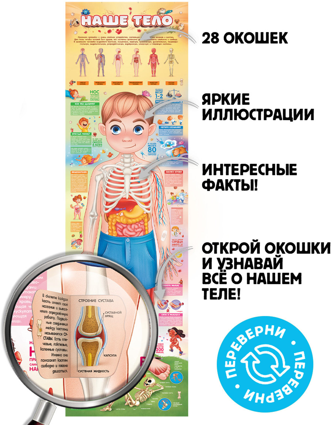 Мое тело. Изучай анатомию человека. Плакат с окошками (28 окошек)