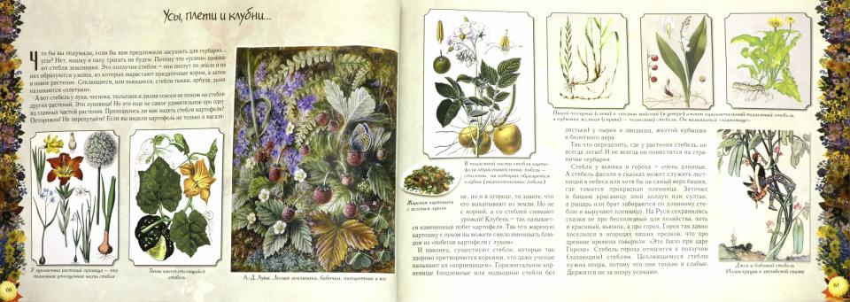 Мой первый гербарий