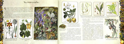 Мой первый гербарий
