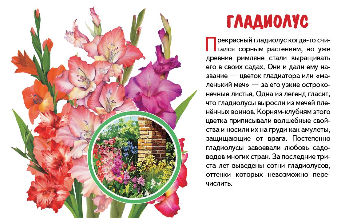 Карточки. Садовые цветы ; Карточки. Садовые цветы