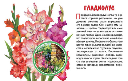 Карточки. Садовые цветы ; Карточки. Садовые цветы