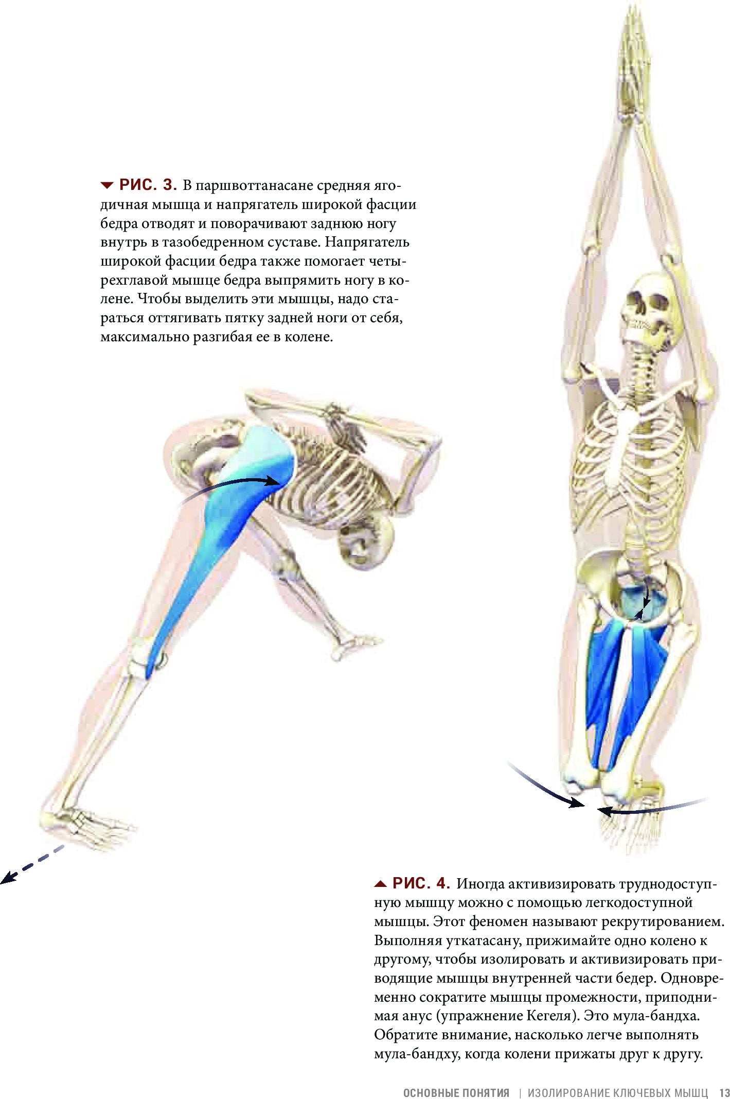 Анатомия виньяса-флоу и асан, выполняемых стоя
