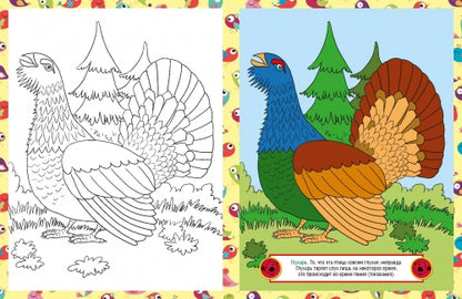 Птицы. Детская раскраска