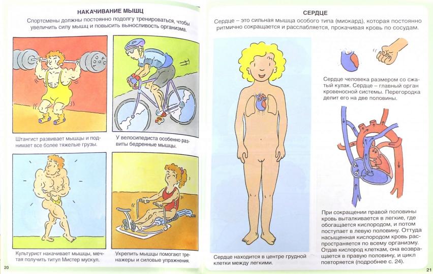 Тело человека