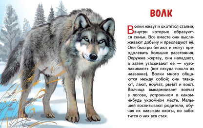 Карточки. Животные России ; Карточки. Животные России