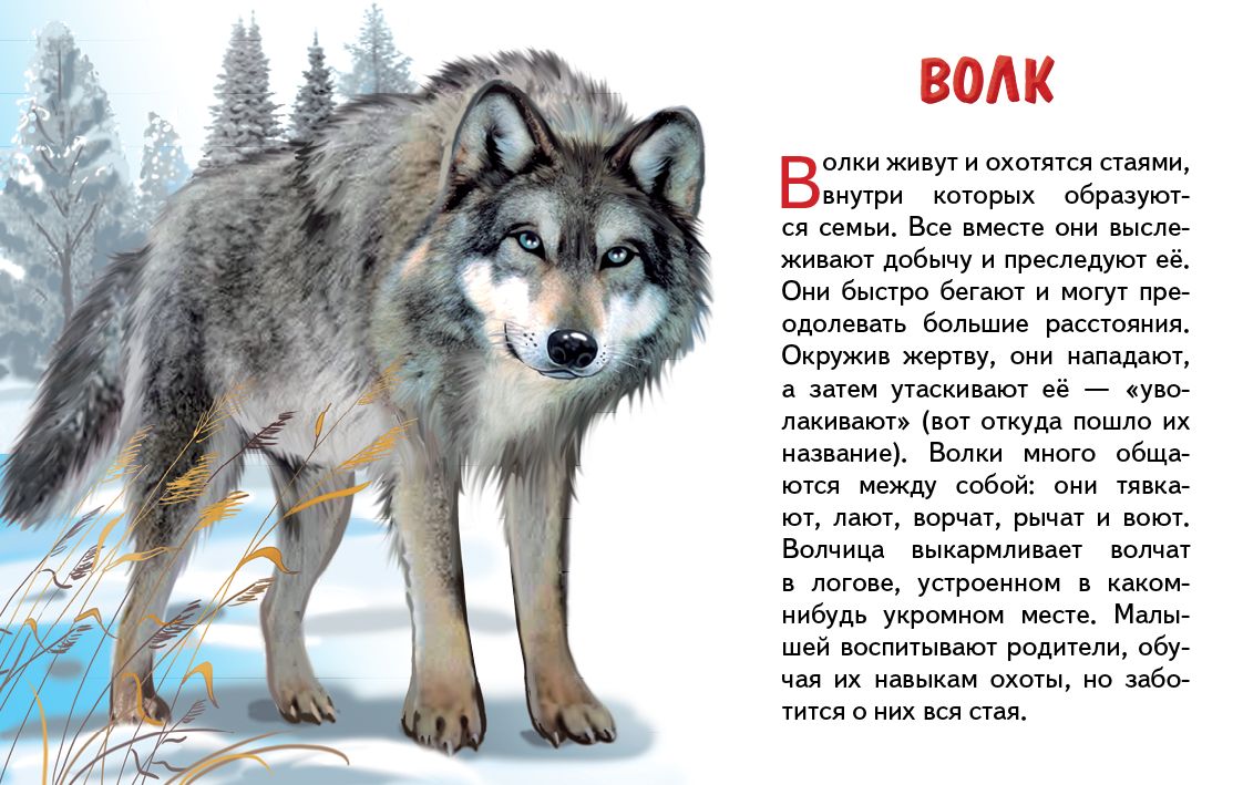 Карточки (европодвес). Животные России ; Карточки (европодвес). Животные России