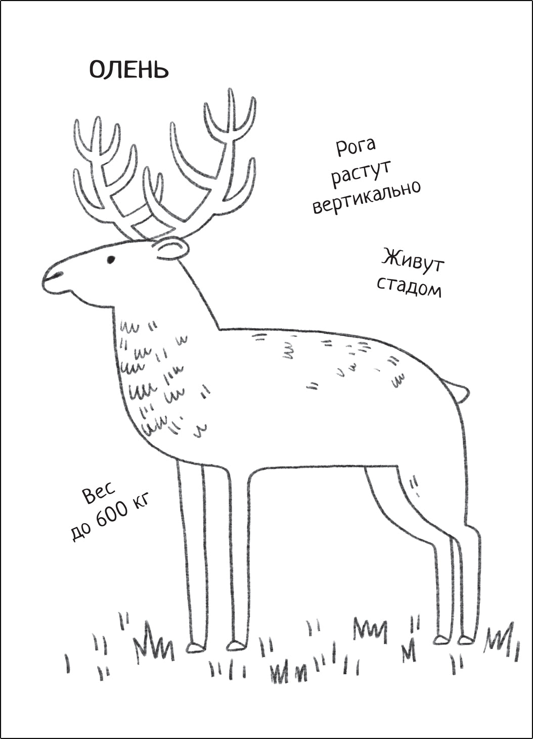 Познавательная раскраска. В лесу
