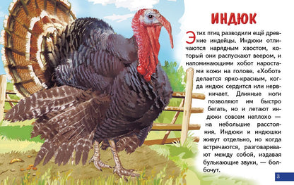 Карточки. Домашние птицы ; Карточки. Домашние птицы