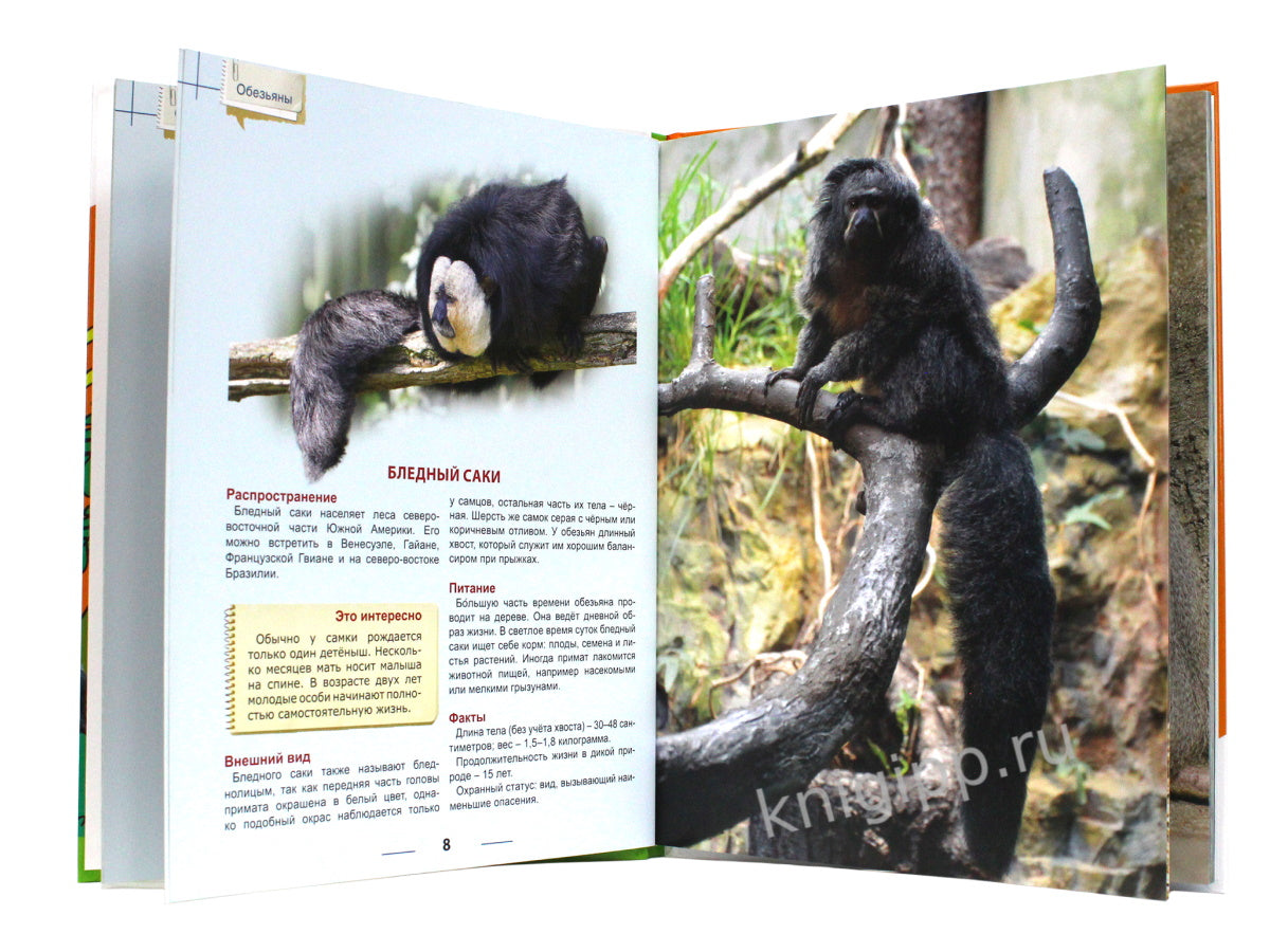 ЭНЦИКЛОПЕДИЯ ДЛЯ ДЕТЕЙ новые. ОБЕЗЬЯНЫ