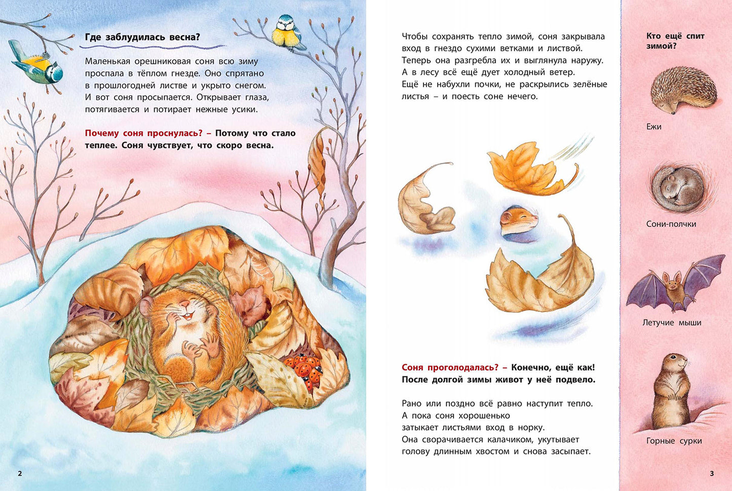 Кто такая орешниковая соня? Познавательные истории (НОВИНКА)