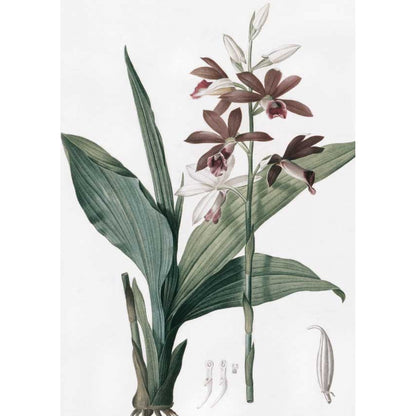 Цветы. П.-Ж. Редуте