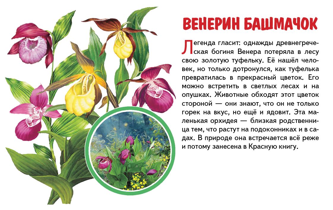 Карточки. Полевые цветы ; Карточки. Полевые цветы