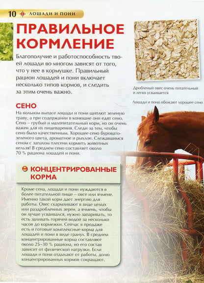 Лошади и пони. Детская энциклопедия