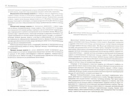 Анатомия мышц. Рекомендовано Координационным советом