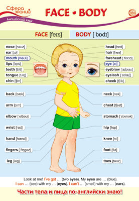ПО-13438 Плакат А3. Английский язык в начальной школе. Face. Body (Лицо. Тело)