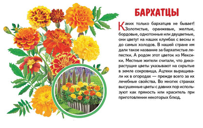 Карточки. Садовые цветы ; Карточки. Садовые цветы