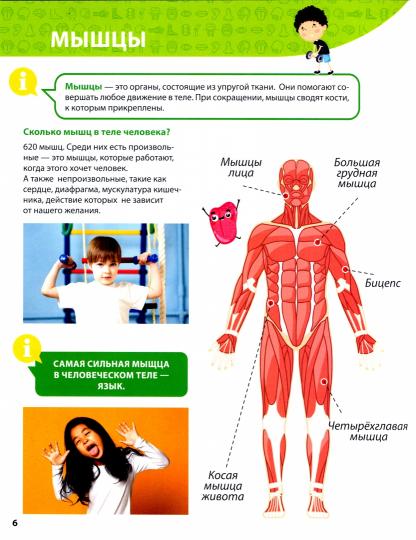 ПЕРВАЯ ДЕТСКАЯ ЭНЦИКЛОПЕДИЯ. ВСЁ О ТЕЛЕ ЧЕЛОВЕКА МАЛЫШАМ