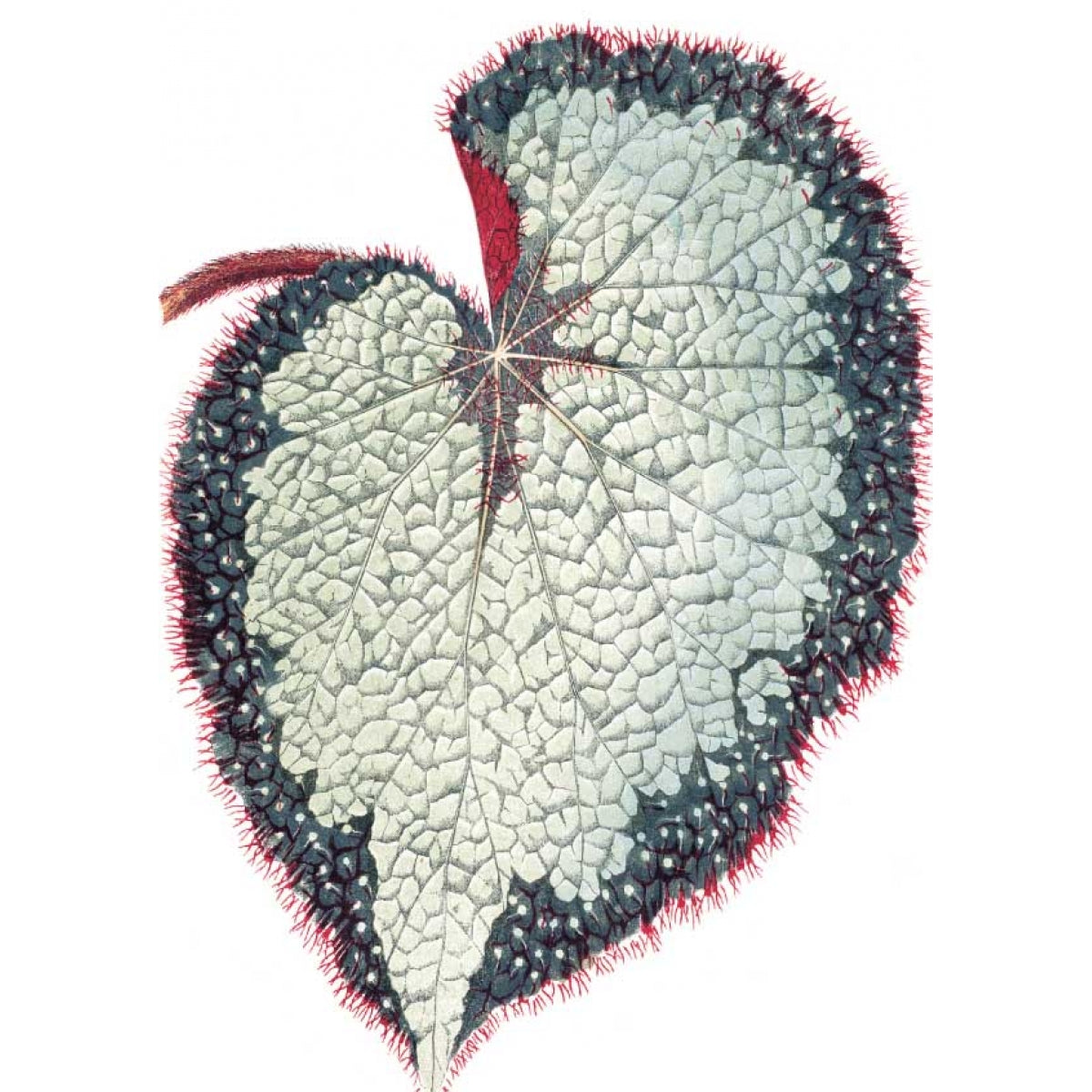 Растения с цветными листьями