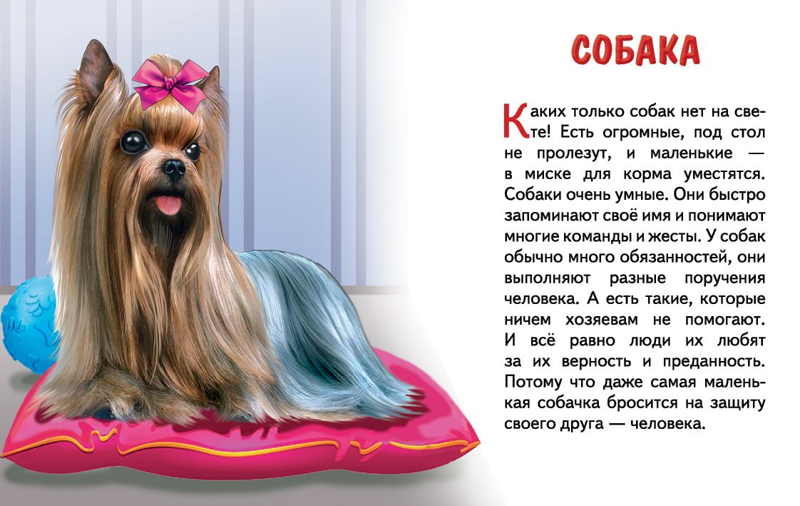 Карточки. Домашние любимцы ; Карточки. Домашние любимцы