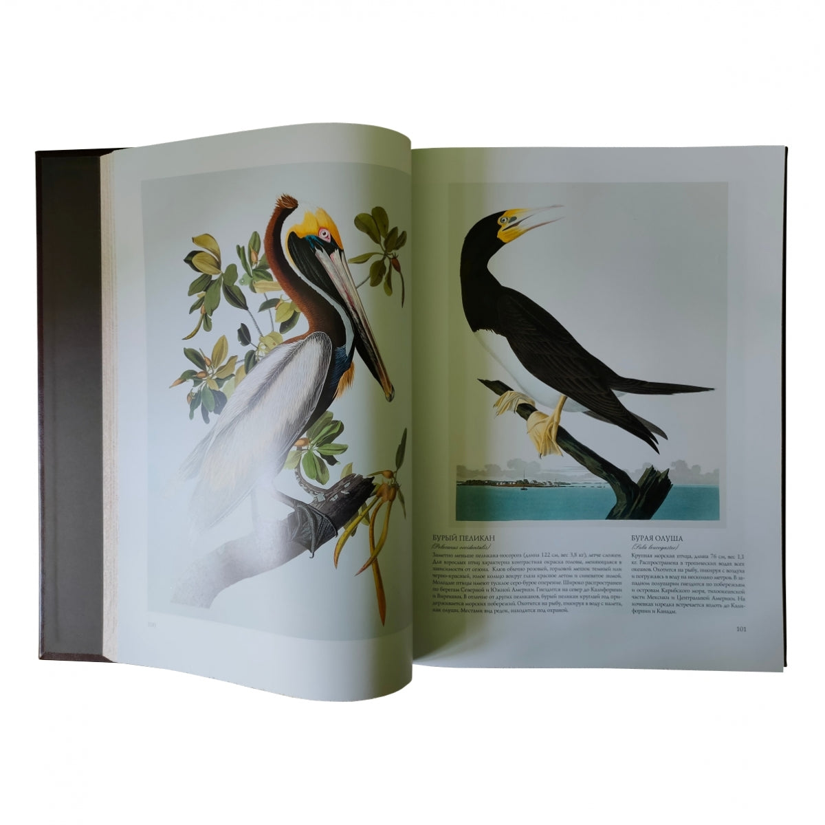 Птицы Америки