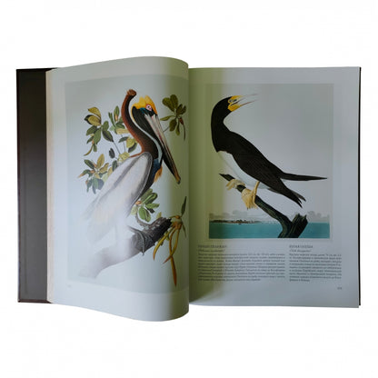 Птицы Америки