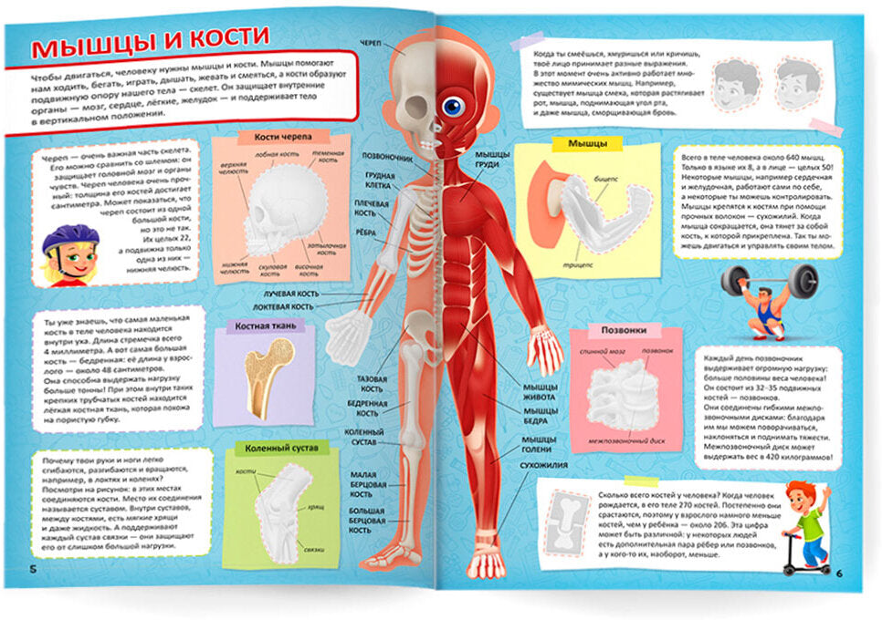 Атлас с наклейками. Тело человека. 21х29,7 см. 16 стр. ГЕОДОМ