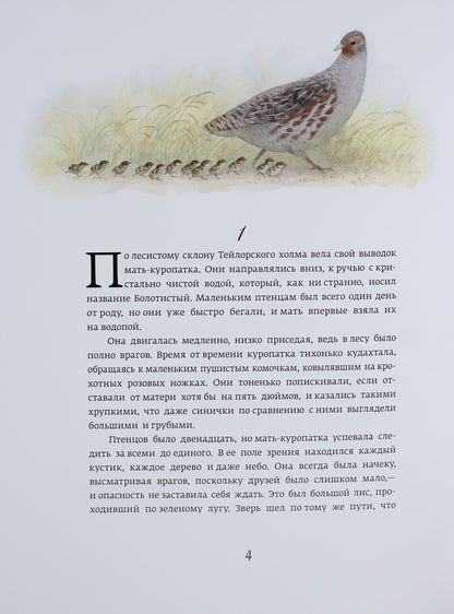 Класика в ілюстраціях: Красношейка (р)