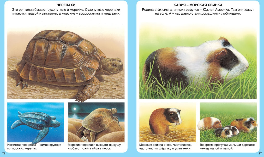 Животные (нов.оф.)