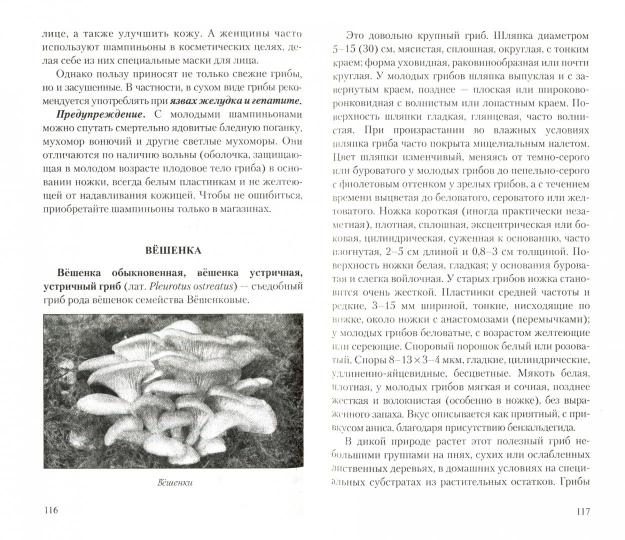 Грибы - природное лекарство