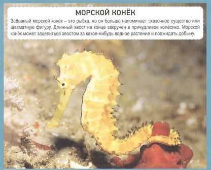 РАЗУМНЫЕ КАРТОЧКИ. ПОДВОДНЫЙ МИР