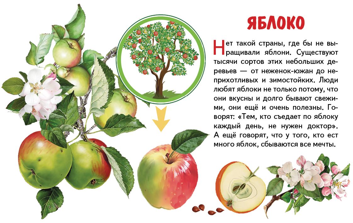 Карточки (европодвес). Фрукты ; Карточки (европодвес). Фрукты