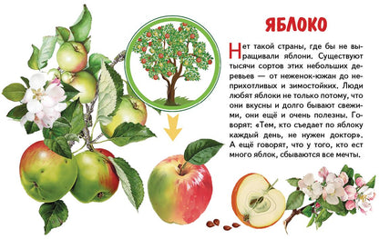 Карточки (европодвес). Фрукты ; Карточки (европодвес). Фрукты