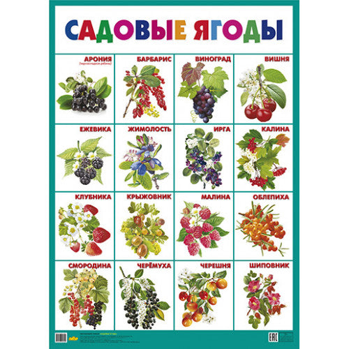 Плакат. Садовые ягоды; Плакат. Садовые ягоды