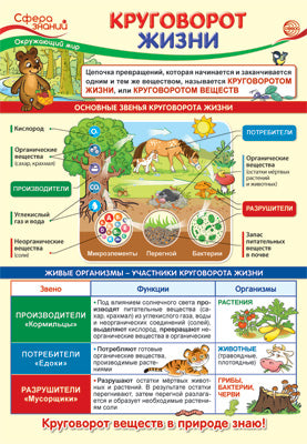 ПО-13973 Плакат А3. Окружающий мир в начальной школе. Круговорот жизни