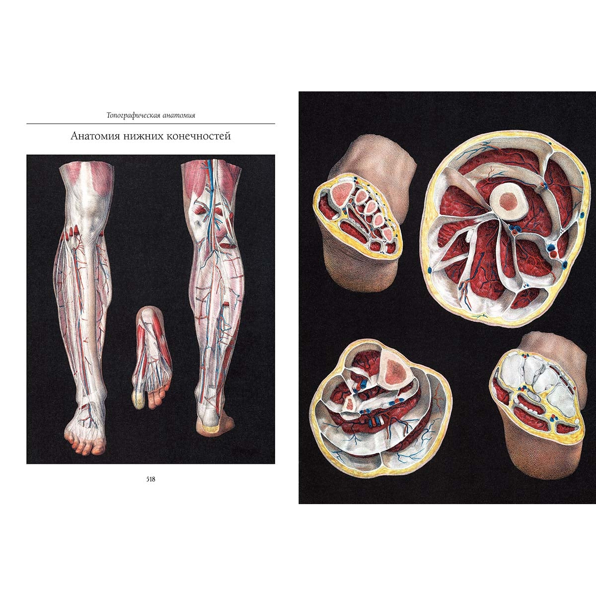 Атлас анатомии человека. Все органы человеческого тела. Grande collection