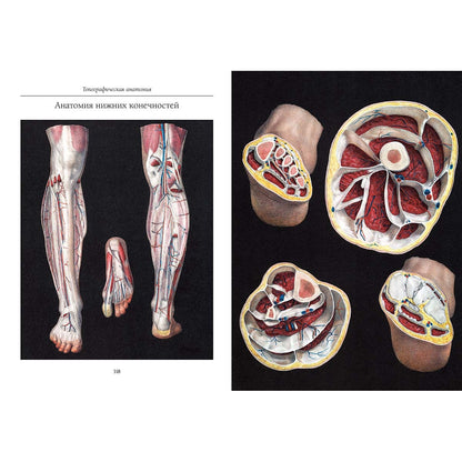 Атлас анатомии человека. Все органы человеческого тела. Grande collection