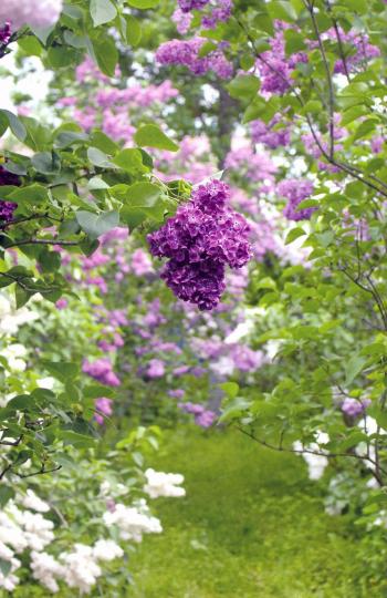 Сирень памяти. 100 сортов "Русской сирени"