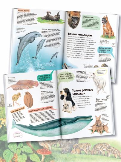 Детеныши животных