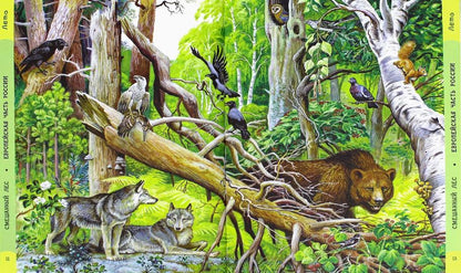 Лесные путешествия. От России до Америки